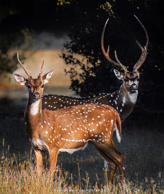 Wildlife and Nature Tours